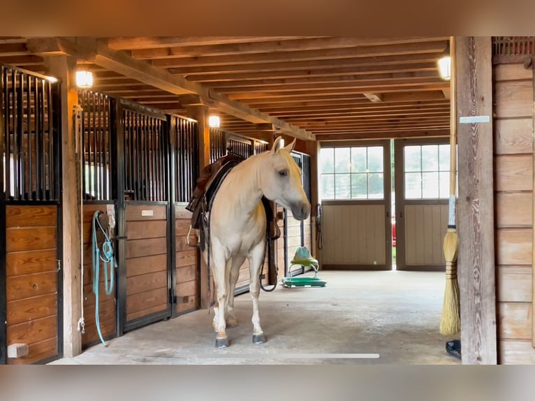 American Quarter Horse Merrie 4 Jaar 150 cm Palomino in New Holland