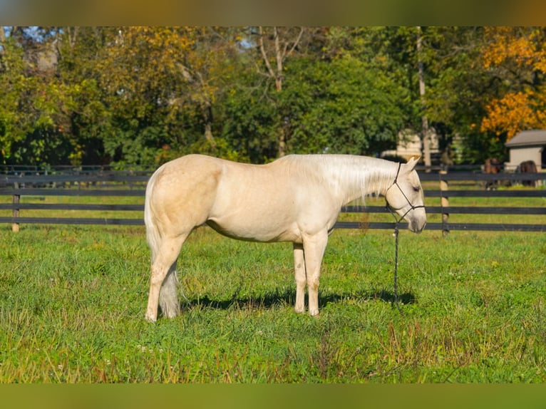 American Quarter Horse Merrie 4 Jaar 150 cm Palomino in New Holland American Quarter Horse Merrie 4 Jaar 150 cm Palomino in New Holland