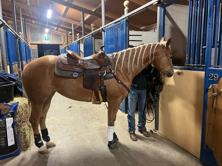American Quarter Horse Merrie 4 Jaar 150 cm Palomino in Palombara sabina