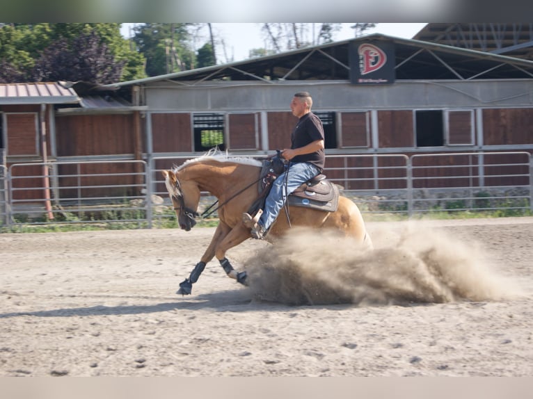 American Quarter Horse Merrie 4 Jaar 150 cm Palomino in Palombara sabina