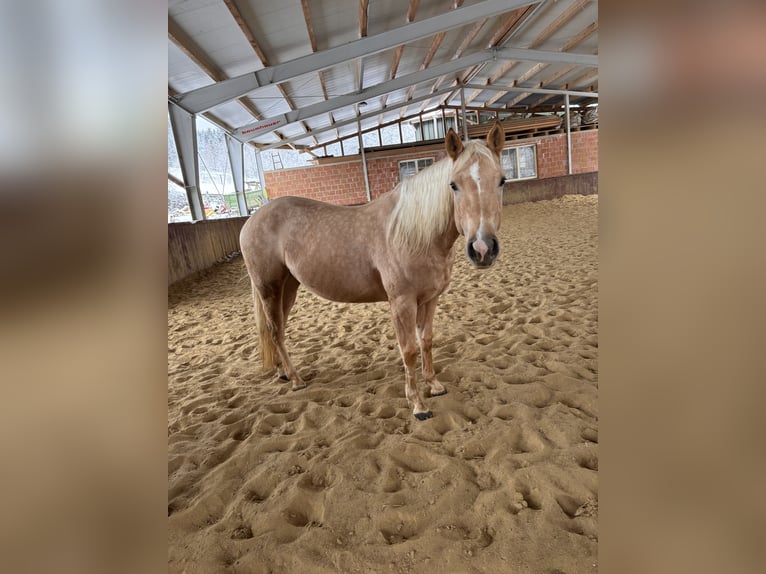 American Quarter Horse Merrie 4 Jaar 150 cm Palomino in Wilhelmsburg
