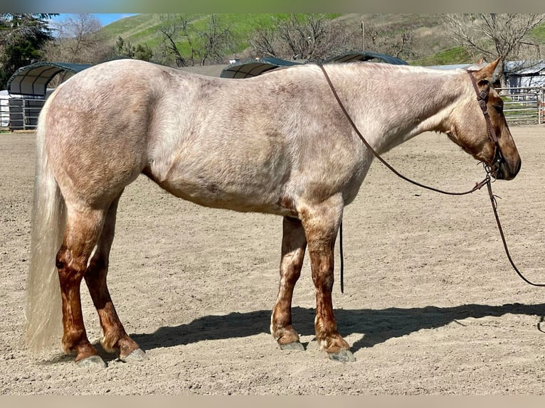 American Quarter Horse Merrie 4 Jaar 150 cm Palomino in Bitterwater CA
