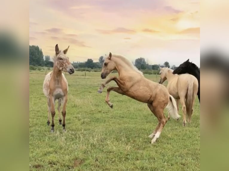 American Quarter Horse Mix Merrie 4 Jaar 150 cm Palomino in Oberhausen