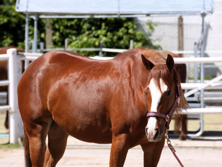 American Quarter Horse Merrie 4 Jaar 150 cm  in Büdingen