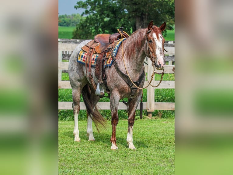 American Quarter Horse Merrie 4 Jaar 150 cm Roan-Red in Sandborn