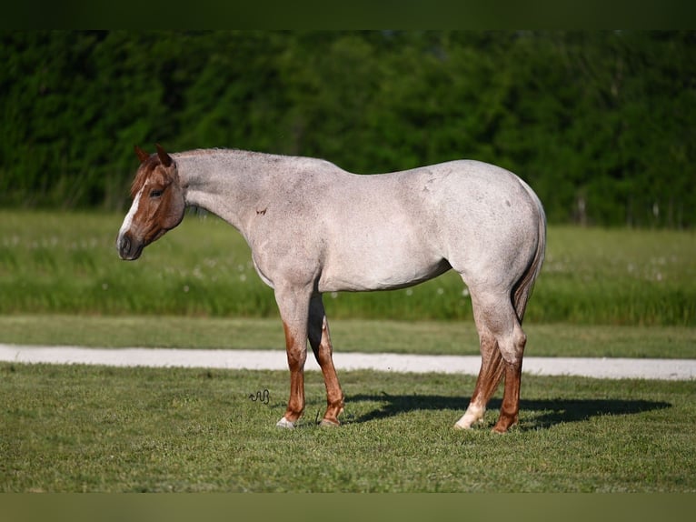 American Quarter Horse Merrie 4 Jaar 150 cm Roan-Red in Waco