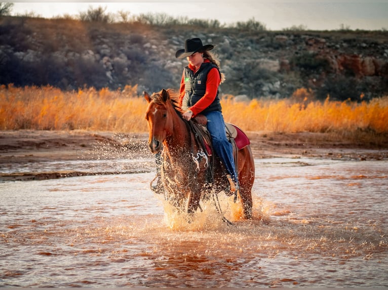 American Quarter Horse Merrie 4 Jaar 150 cm Roodbruin in Amarillo