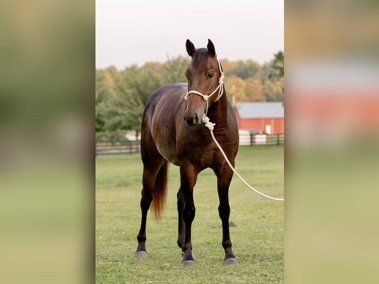 American Quarter Horse Merrie 4 Jaar 150 cm Roodbruin in New Holland, PA