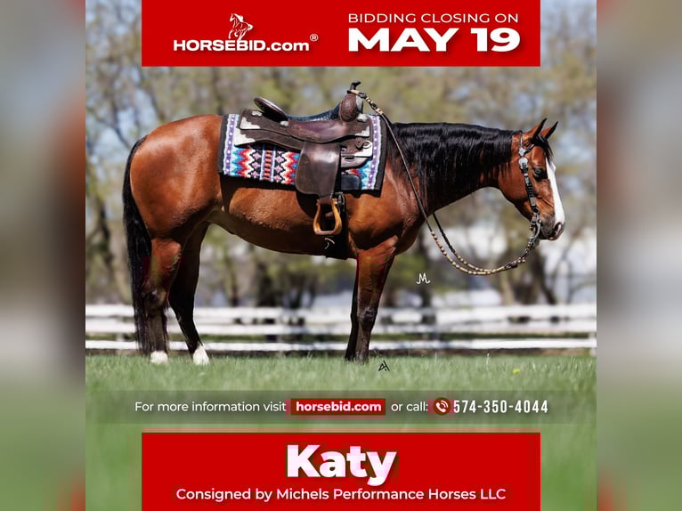 American Quarter Horse Merrie 4 Jaar 150 cm Roodbruin in Cottage Grove, MN