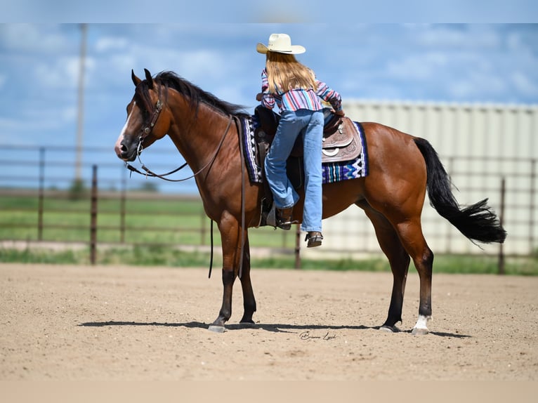 American Quarter Horse Merrie 4 Jaar 150 cm Roodbruin in Canistota