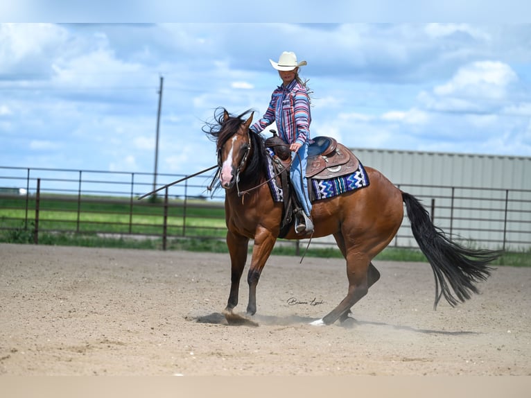 American Quarter Horse Merrie 4 Jaar 150 cm Roodbruin in Canistota