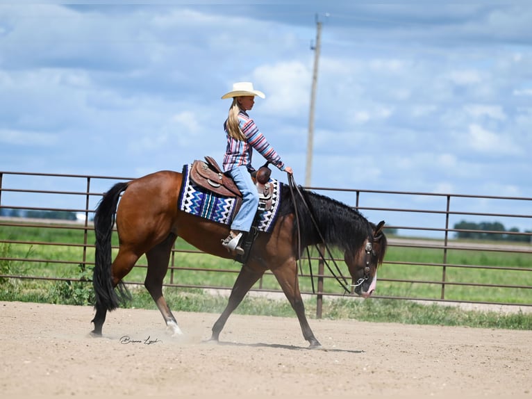 American Quarter Horse Merrie 4 Jaar 150 cm Roodbruin in Canistota