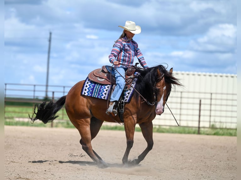 American Quarter Horse Merrie 4 Jaar 150 cm Roodbruin in Canistota