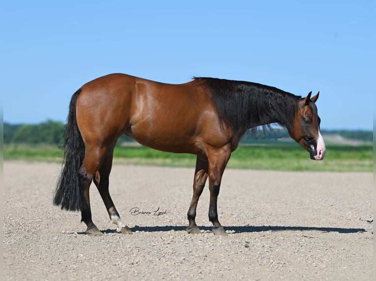 American Quarter Horse Merrie 4 Jaar 150 cm Roodbruin in Canistota