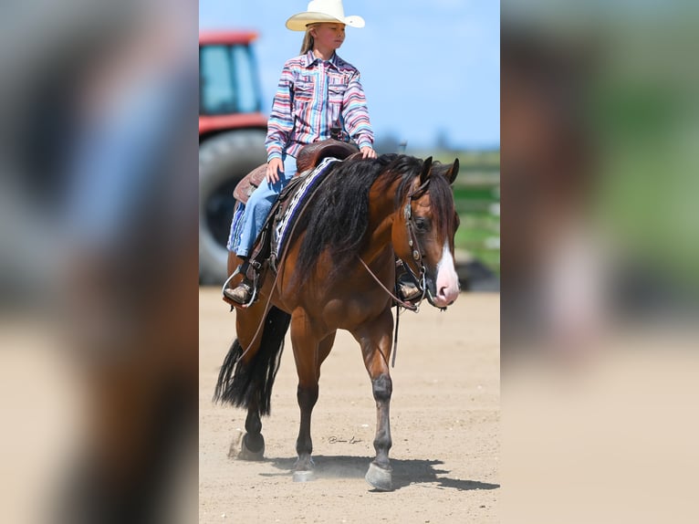 American Quarter Horse Merrie 4 Jaar 150 cm Roodbruin in Canistota