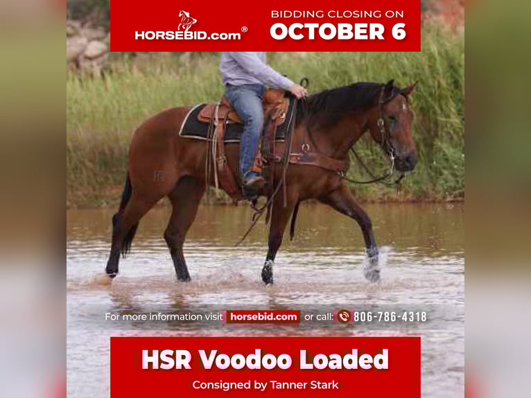 American Quarter Horse Merrie 4 Jaar 150 cm Roodbruin in Canyon