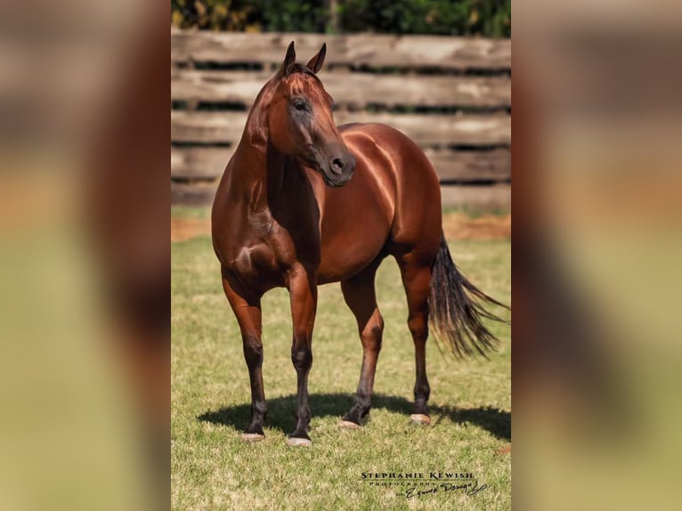 American Quarter Horse Merrie 4 Jaar 150 cm Roodbruin in Weatherford