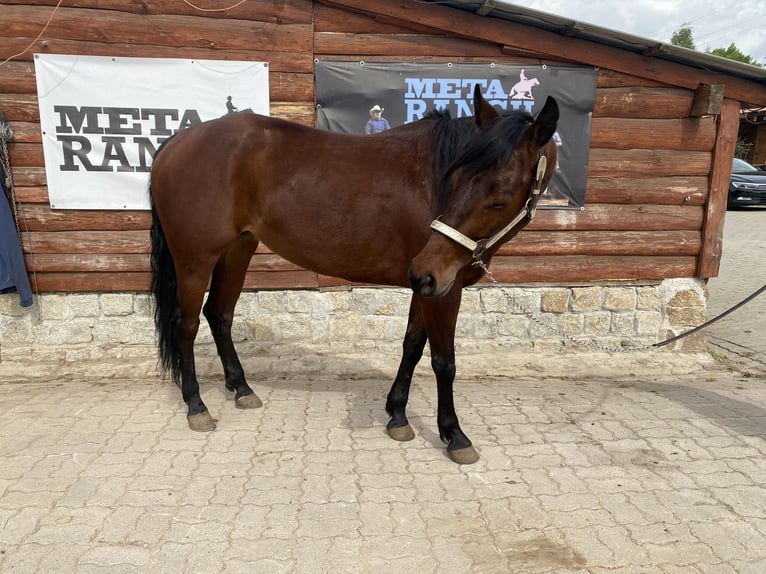 American Quarter Horse Merrie 4 Jaar 150 cm Roodbruin in Jaworzyna Śląska