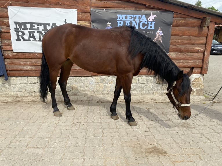 American Quarter Horse Merrie 4 Jaar 150 cm Roodbruin in Jaworzyna Śląska