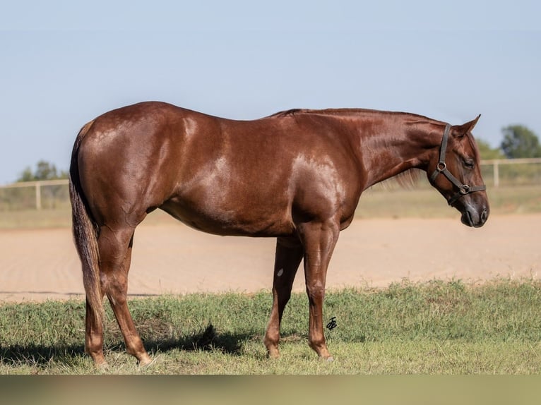 American Quarter Horse Merrie 4 Jaar 150 cm Roodvos in Wayne, OK