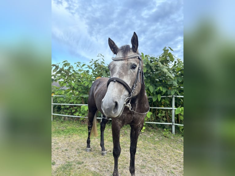 American Quarter Horse Merrie 4 Jaar 150 cm Schimmel in Neukirchen