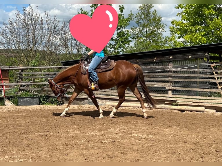 American Quarter Horse Merrie 4 Jaar 150 cm Vos in Berga