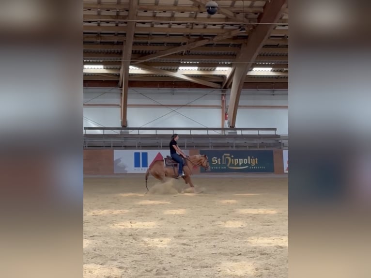 American Quarter Horse Merrie 4 Jaar 150 cm Vos in Kappelen