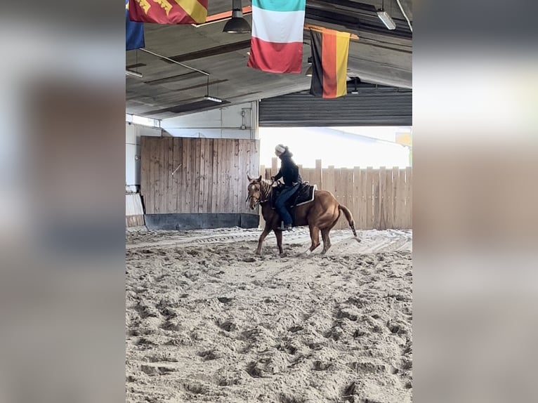 American Quarter Horse Merrie 4 Jaar 150 cm Vos in Kappelen