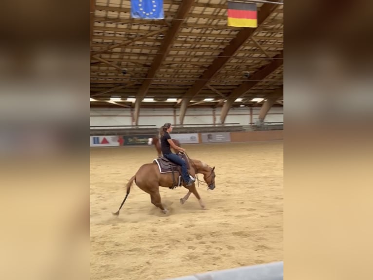 American Quarter Horse Merrie 4 Jaar 150 cm Vos in Kappelen