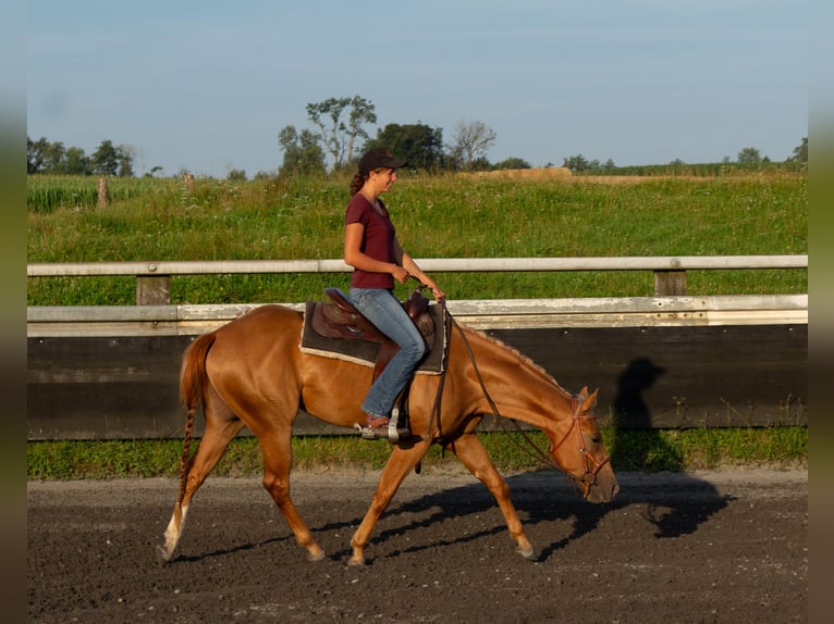American Quarter Horse Merrie 4 Jaar 150 cm Vos in Kappelen