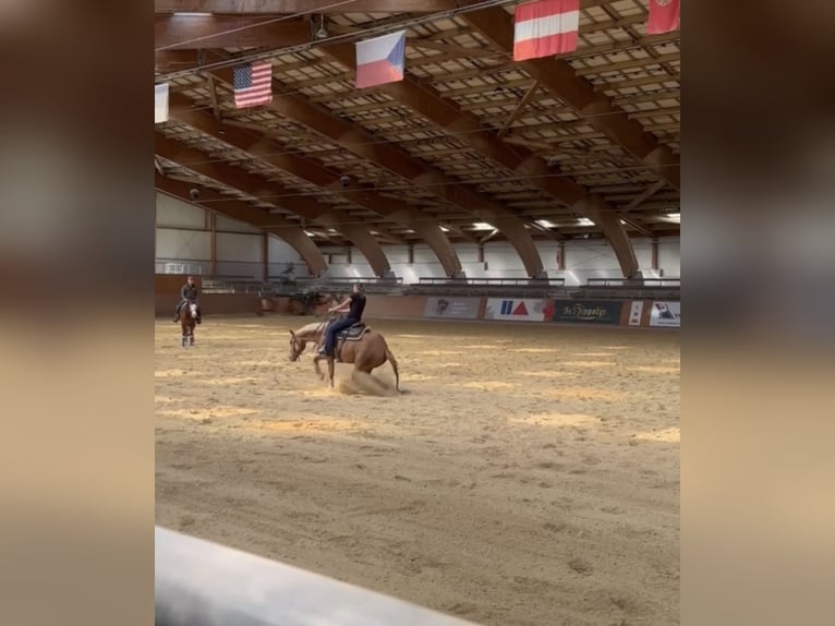 American Quarter Horse Merrie 4 Jaar 150 cm Vos in Kappelen