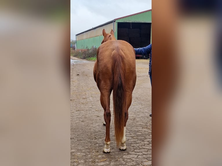 American Quarter Horse Merrie 4 Jaar 150 cm Vos in Celle