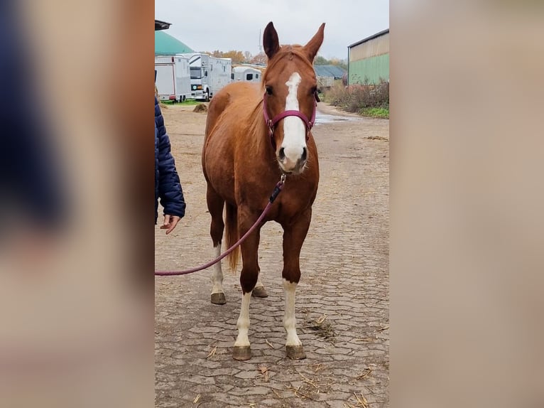 American Quarter Horse Merrie 4 Jaar 150 cm Vos in Celle