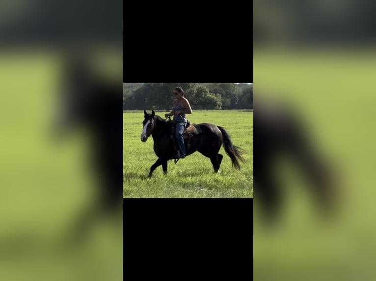 American Quarter Horse Merrie 4 Jaar 150 cm Zwart in Guthrie, OK