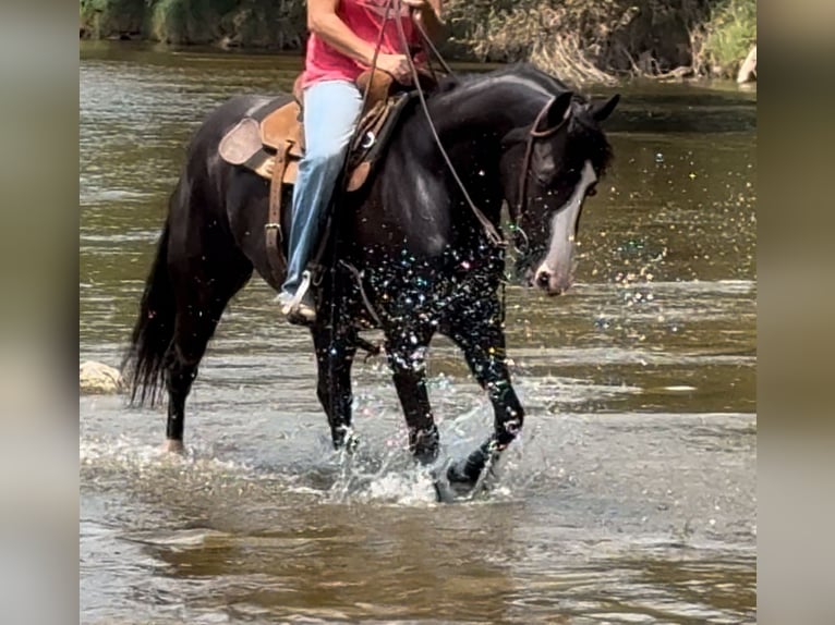 American Quarter Horse Merrie 4 Jaar 150 cm Zwart in Guthrie, OK