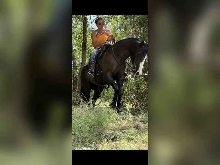 American Quarter Horse Merrie 4 Jaar 150 cm Zwart in Guthrie, OK