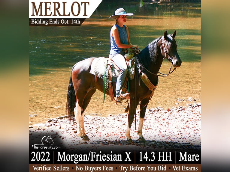 American Quarter Horse Mix Merrie 4 Jaar 150 cm Zwart in Mineral Wells, WV