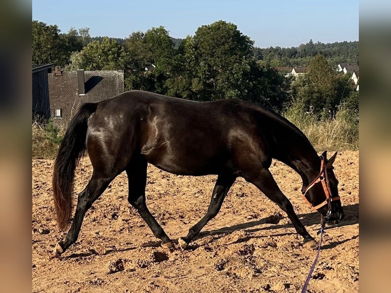 American Quarter Horse Merrie 4 Jaar 150 cm Zwart in Creußen