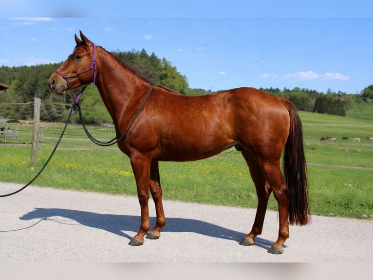 American Quarter Horse Merrie 4 Jaar 151 cm Donkere-vos in Gschwend