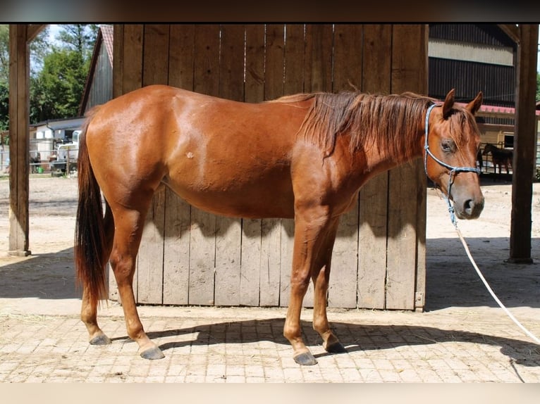 American Quarter Horse Merrie 4 Jaar 151 cm Donkere-vos in Gschwend