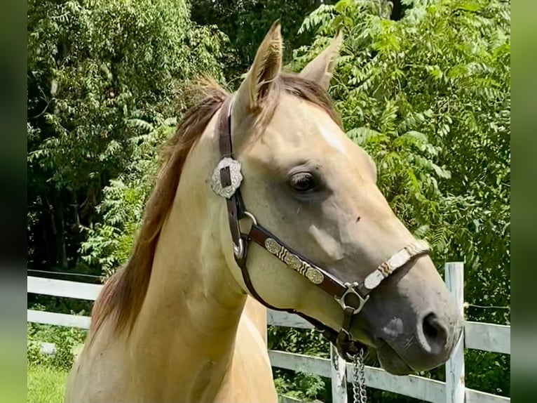 American Quarter Horse Merrie 4 Jaar 152 cm Buckskin in GLENDALE, KY