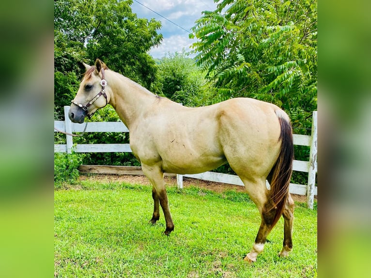 American Quarter Horse Merrie 4 Jaar 152 cm Buckskin in GLENDALE, KY