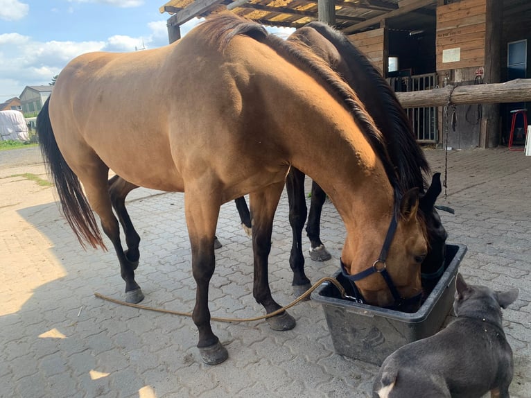 American Quarter Horse Merrie 4 Jaar 152 cm Buckskin in FröndenbergFröndenberg