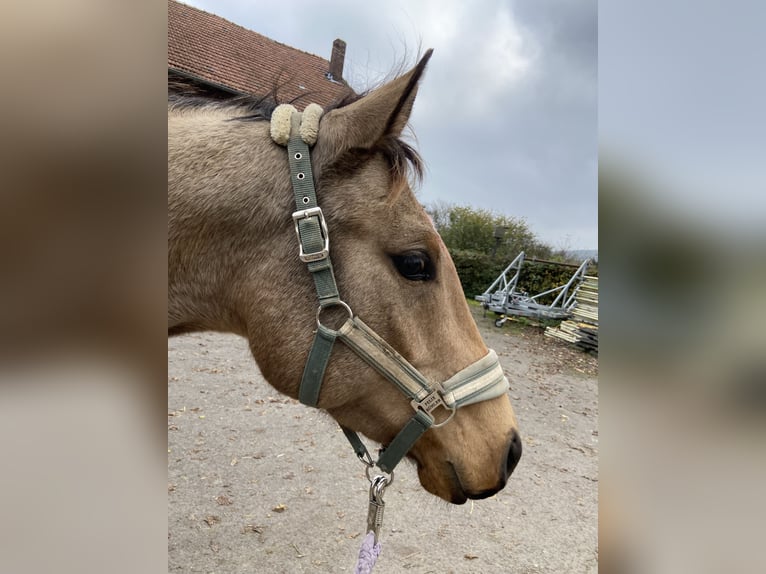 American Quarter Horse Merrie 4 Jaar 152 cm Buckskin in FröndenbergFröndenberg