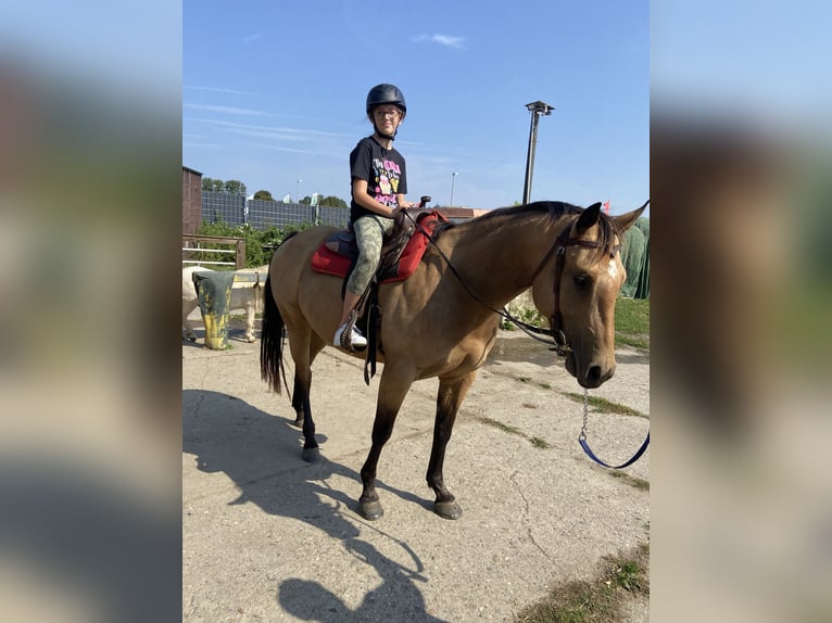 American Quarter Horse Merrie 4 Jaar 152 cm Buckskin in FröndenbergFröndenberg