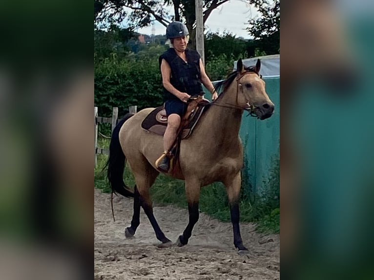 American Quarter Horse Merrie 4 Jaar 152 cm Buckskin in FröndenbergFröndenberg