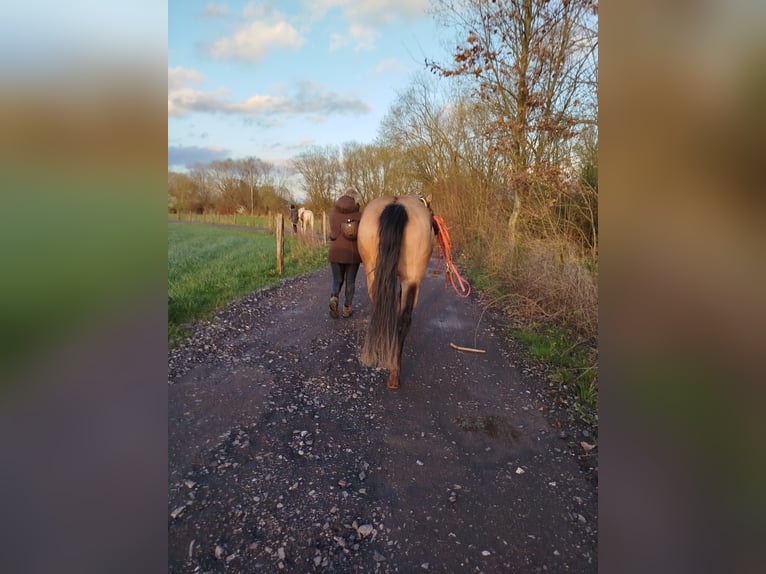 American Quarter Horse Merrie 4 Jaar 152 cm Buckskin in FröndenbergFröndenberg