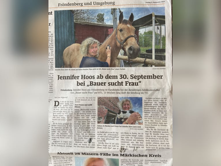 American Quarter Horse Merrie 4 Jaar 152 cm Buckskin in FröndenbergFröndenberg