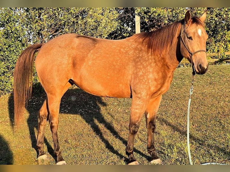 American Quarter Horse Merrie 4 Jaar 152 cm Buckskin in Pontiac