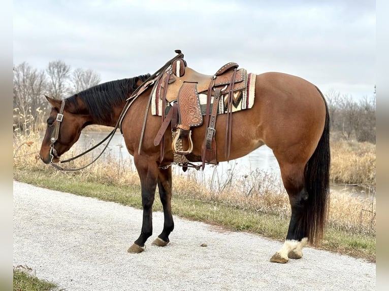 American Quarter Horse Merrie 4 Jaar 152 cm Falbe in Zearing